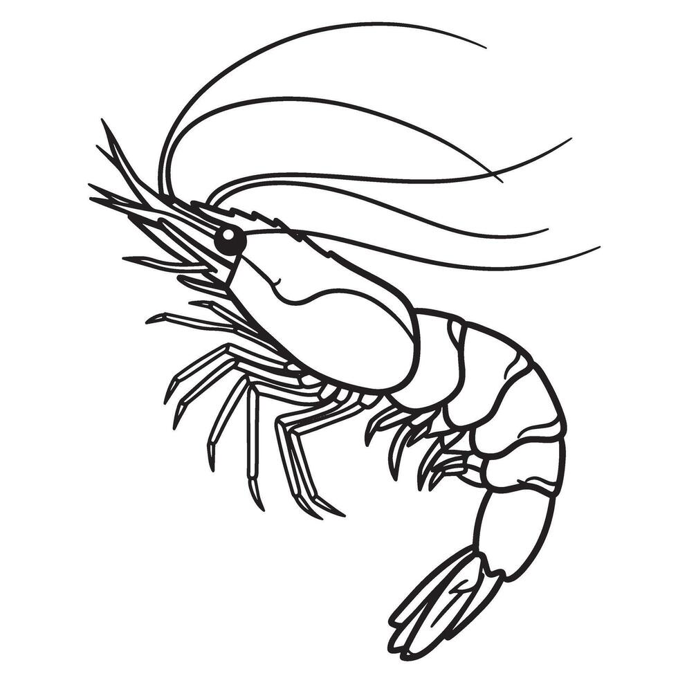 Detailed line art illustration of a shrimp depicting seafood animal design and black outline vector