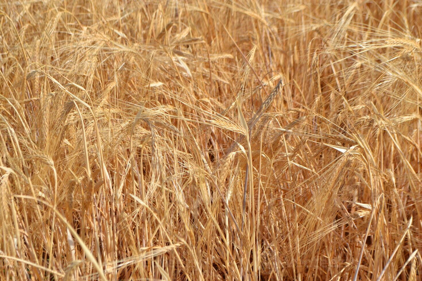 Golden wheat field at harvest time for agriculture and nature. Summer background. Yellow field. Copy space. Free space for text photo