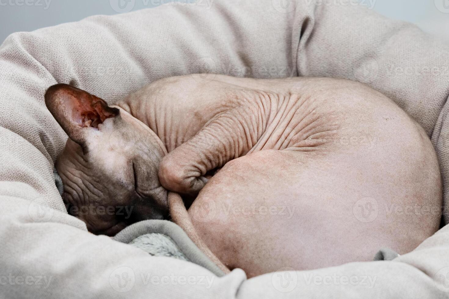 Sphynx cat resting peacefully in cozy bed during quiet afternoon indoors photo