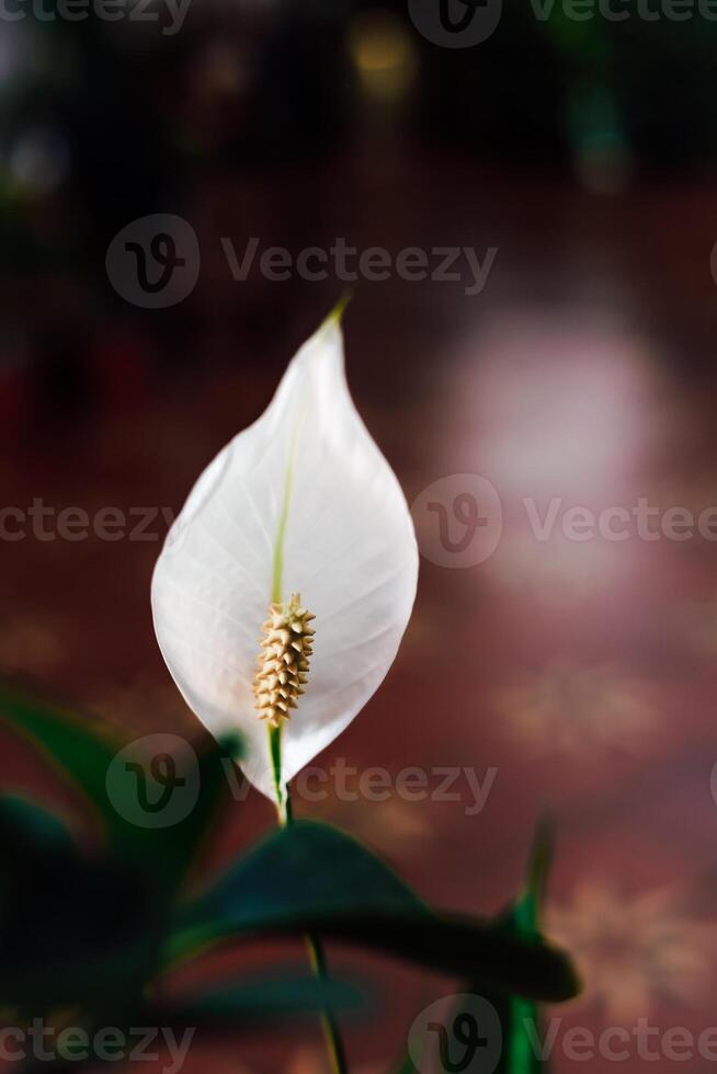 Beautiful white peace lily bloom showcasing its elegant flower structure in a garden setting photo