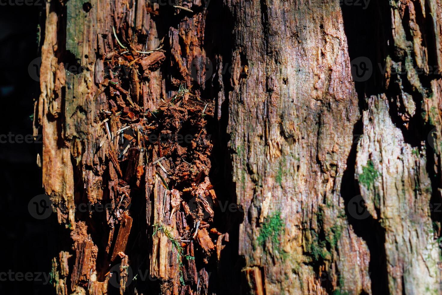 Close up view of textured tree bark revealing natural decay and moisture on a forest trail photo