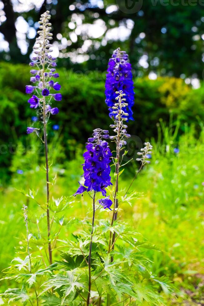 Bright purple delphiniums bloom in a sunny garden during springtime photo