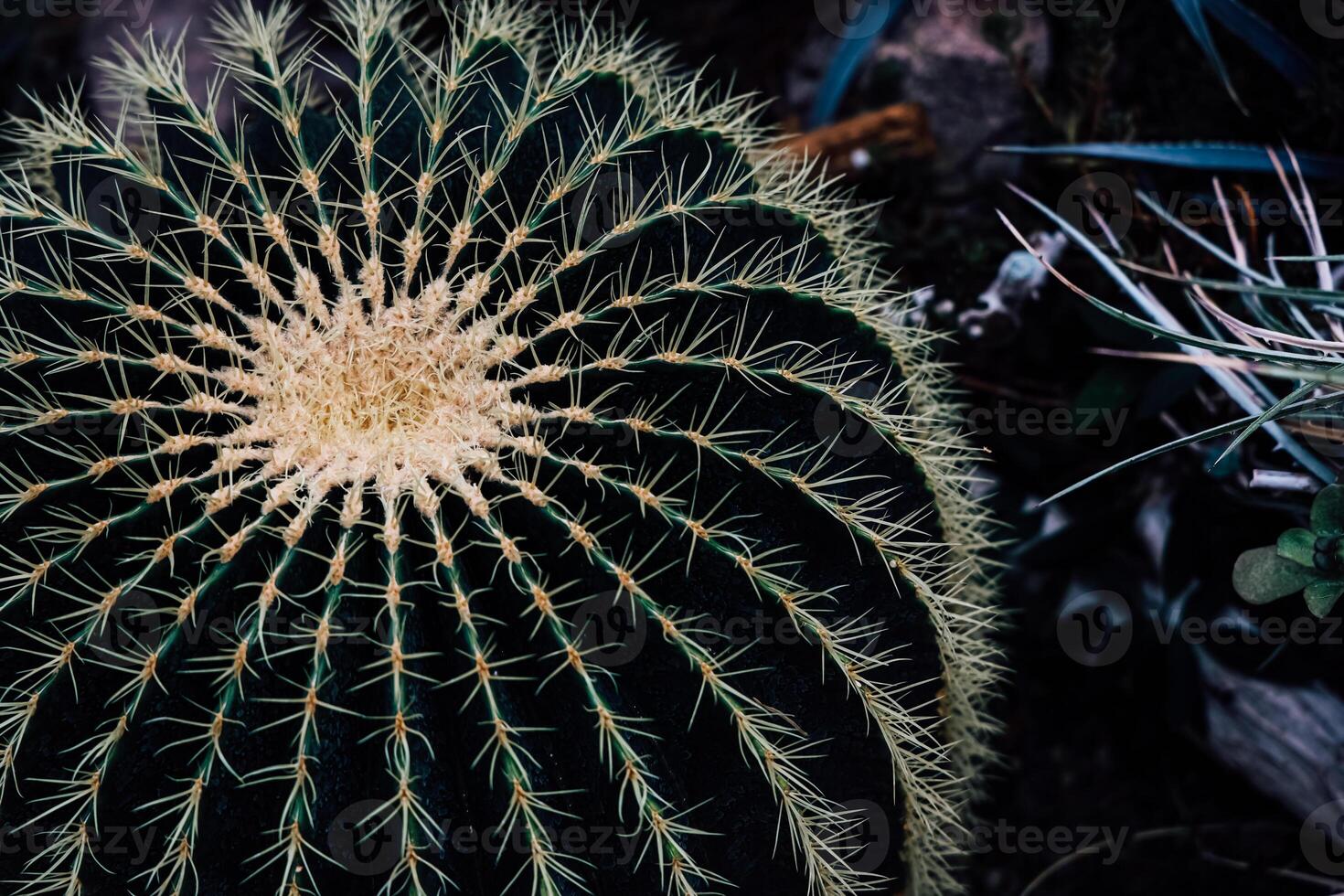Unique spherical cactus thriving in a garden setting with vibrant details and textures photo