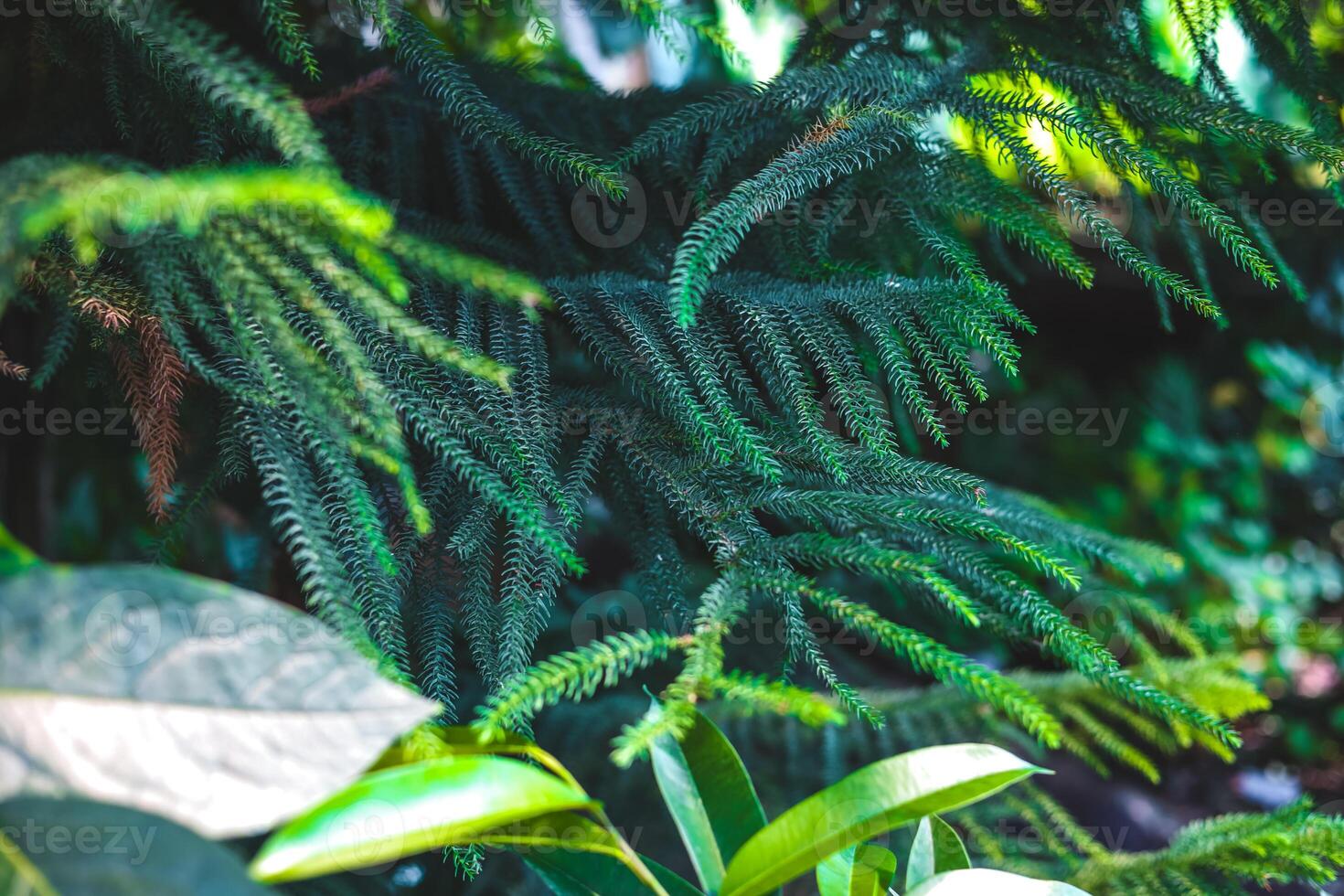 Lush green foliage of coniferous plants surrounded by tropical leaves in a vibrant garden photo