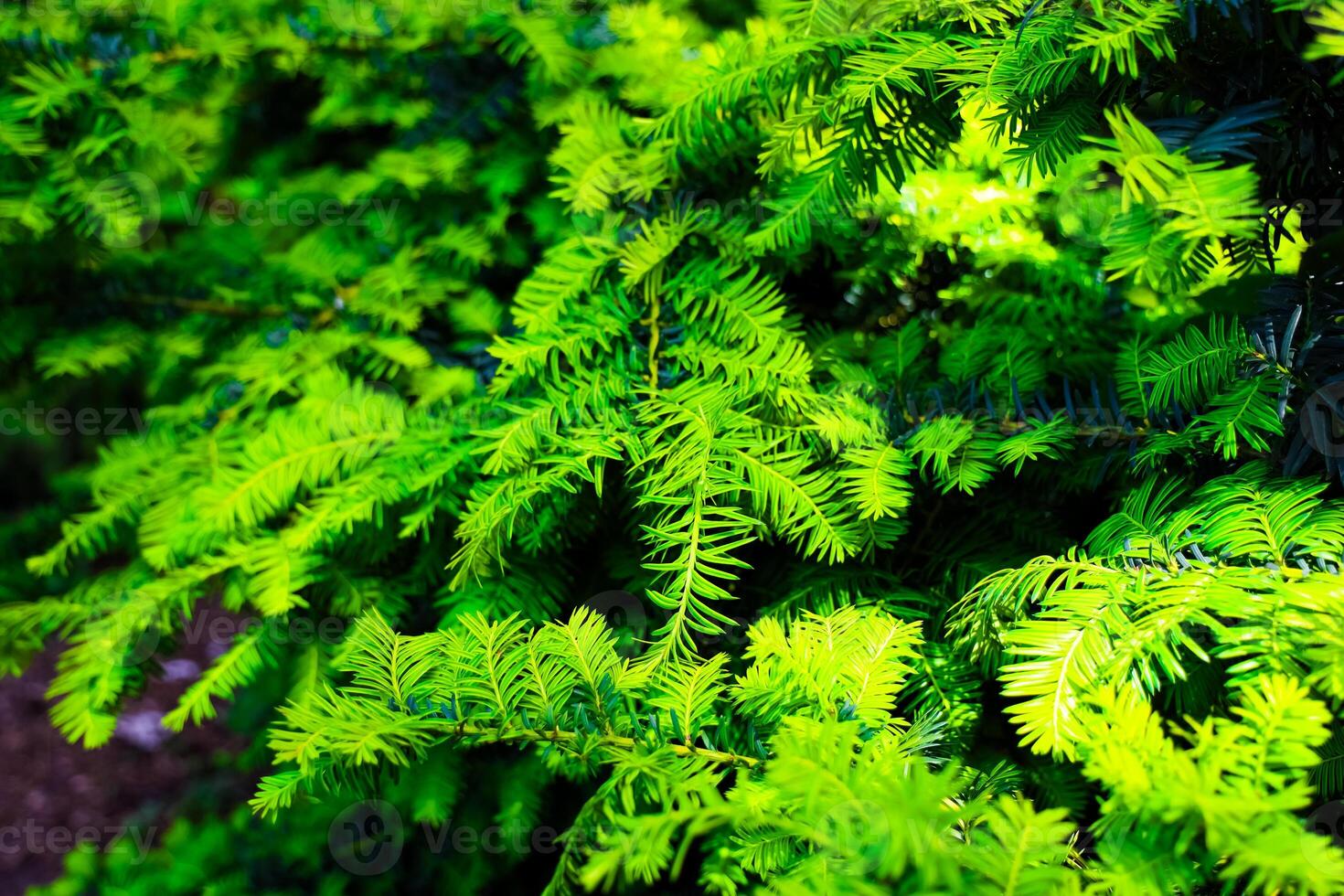 Vivid green foliage of evergreen trees in a tranquil natural setting during daylight hours photo