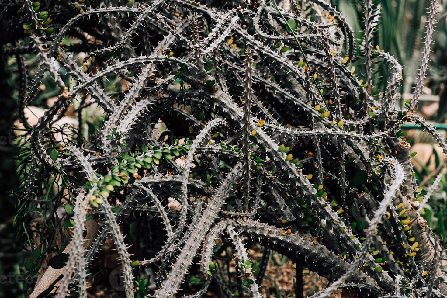 Intricate details of tangled cactus plants in a desert garden during daylight photo