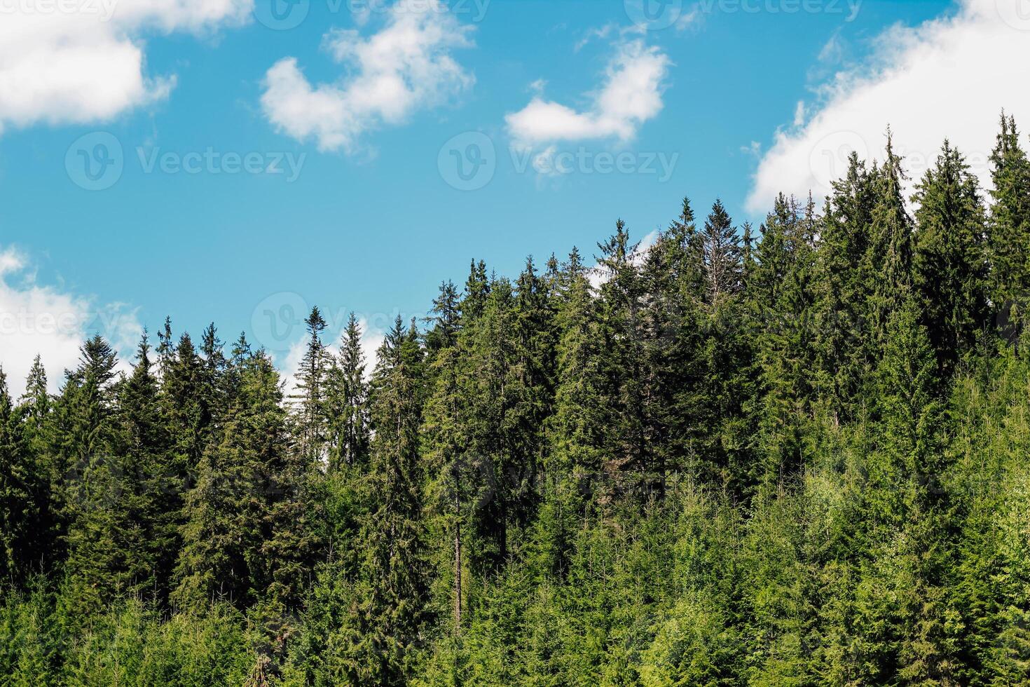 Lush green forest Carpathians under a bright blue sky with scattered clouds in daytime photo