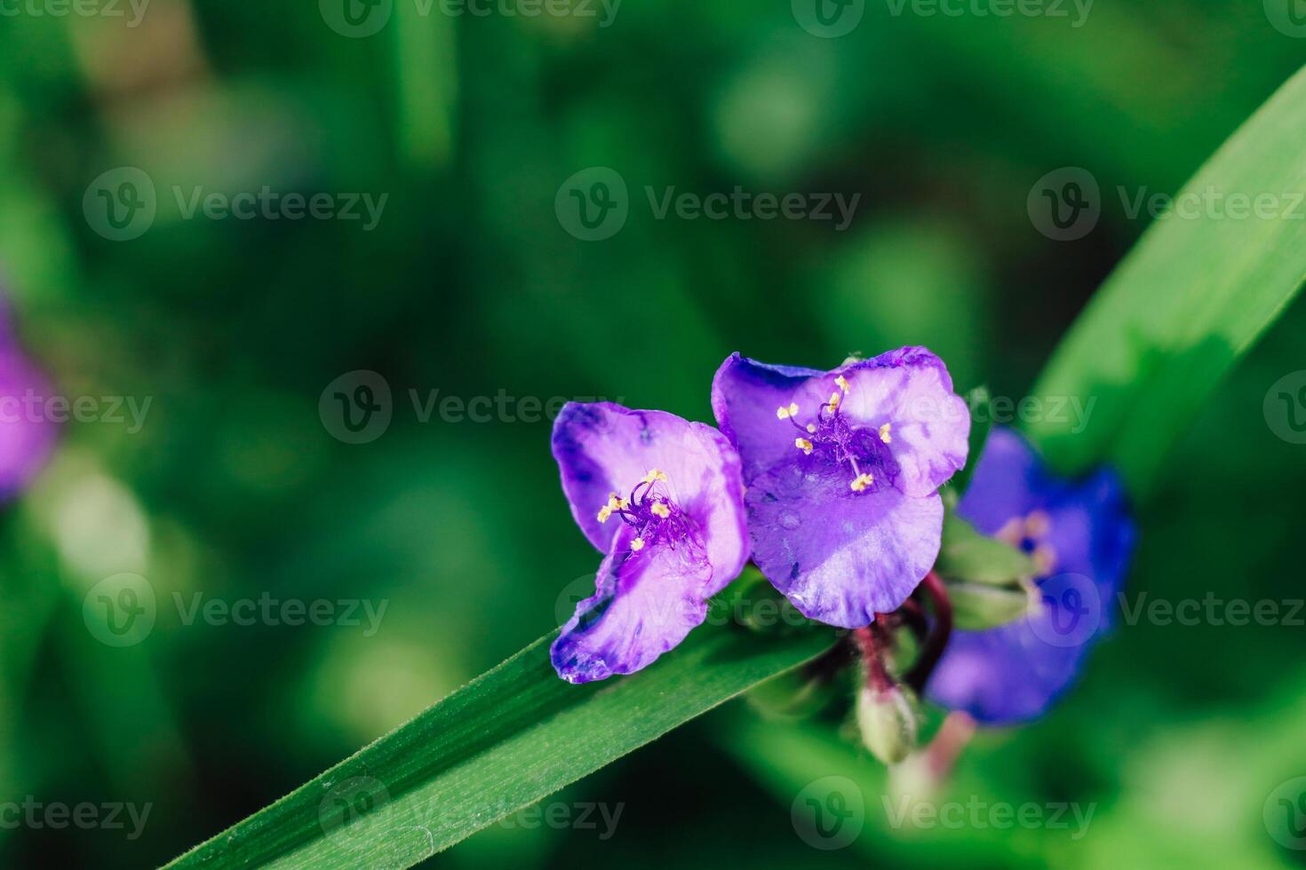 Beautiful purple flowers bloom in a lush green garden during a sunny afternoon photo