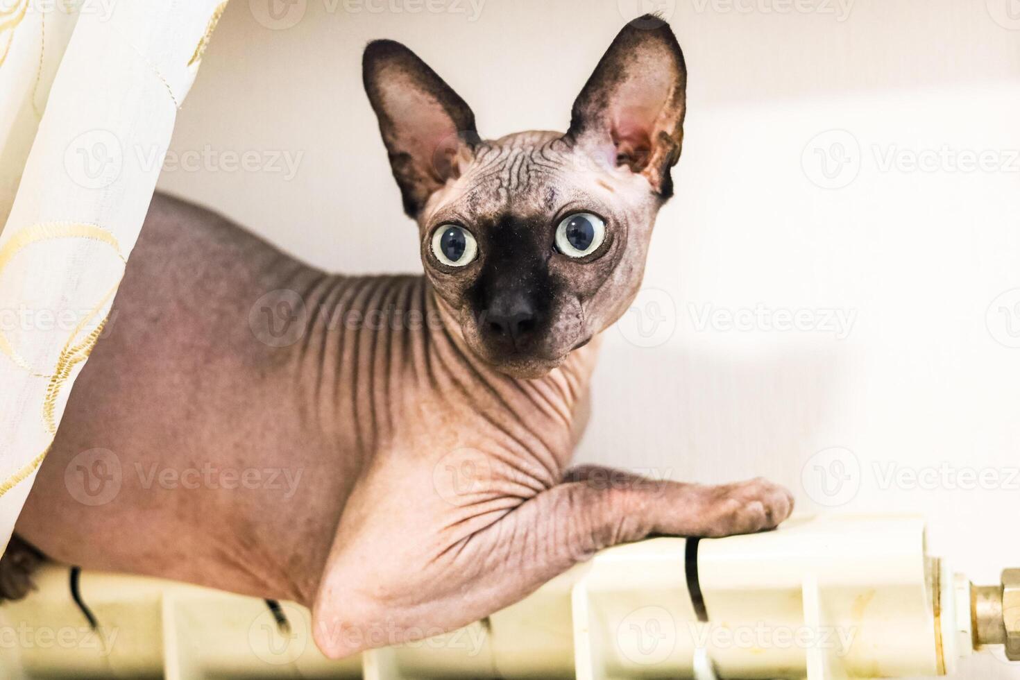 Curious sphynx cat peeking warms itself on the battery because it's cold at home photo