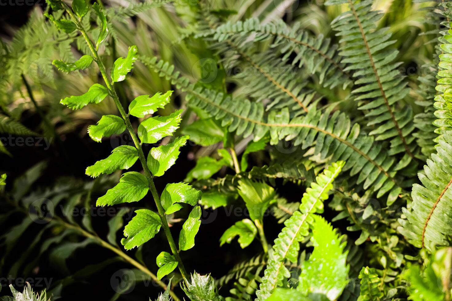Lush green ferns thriving in a shaded garden area during midday sunlight photo