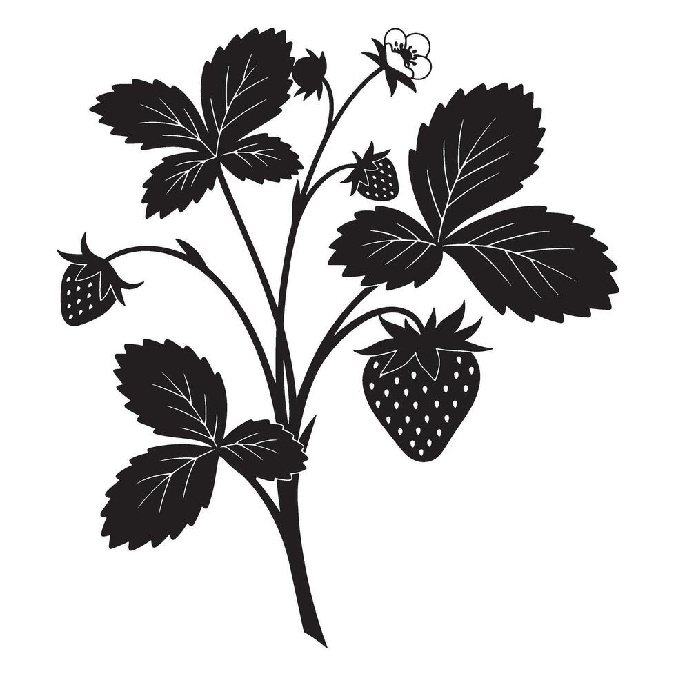 Elegant black and white illustration of a strawberry plant with berries and blossoms vector