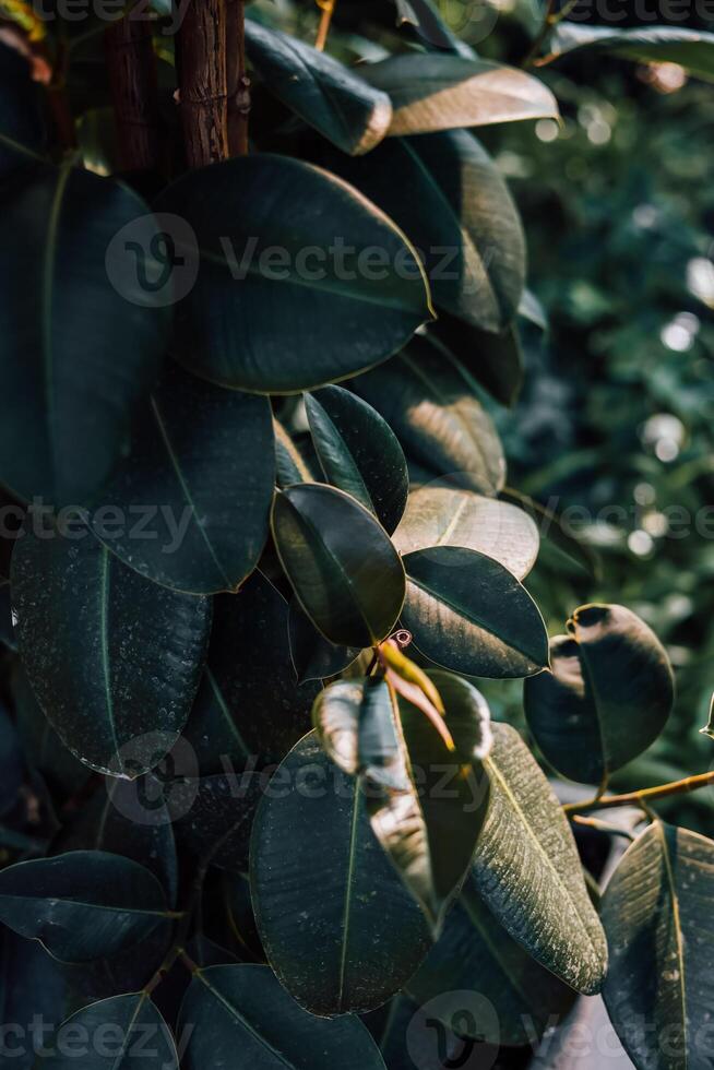Close view of green leaves on a plant in a lush garden during daylight hours photo