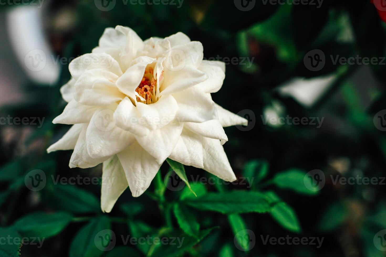 Beautiful white rose blooms in a lush garden during bright daylight photo