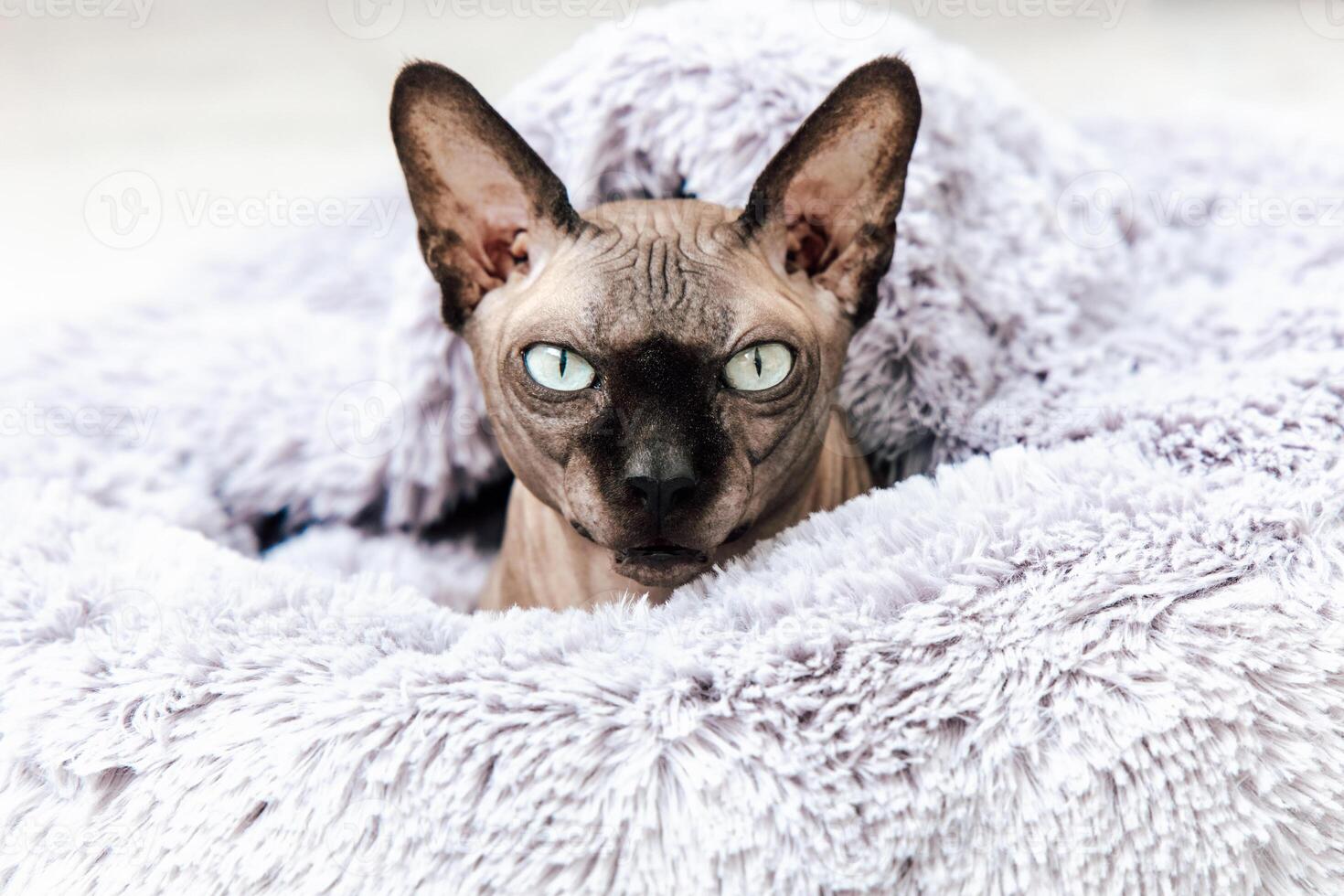 Sphynx cat relaxing comfortably in soft gray blanket at home during morning hours photo