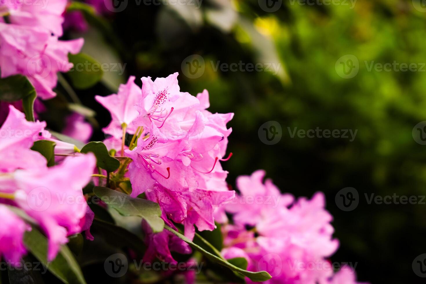 Blooming pink rhododendron flowers in a lush garden during springtime photo