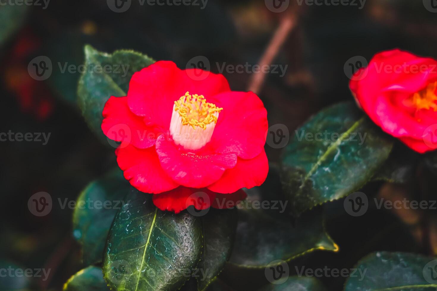 Bright red camellia flowers bloom in lush green foliage during springtime in a garden photo