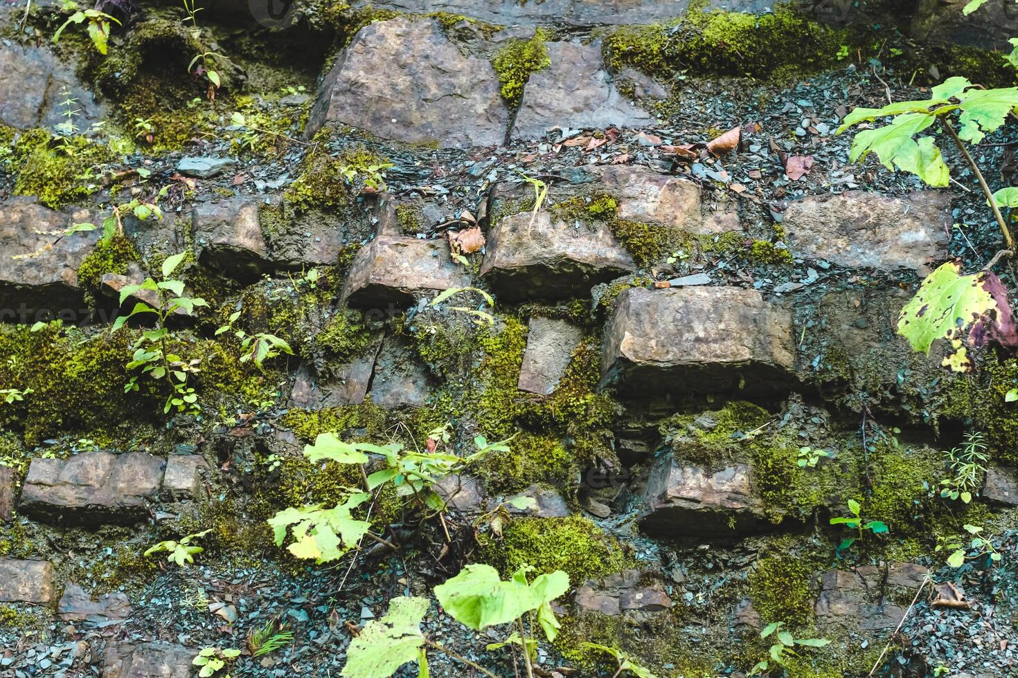 Natural stone wall covered with moss and small plants in a forest setting photo