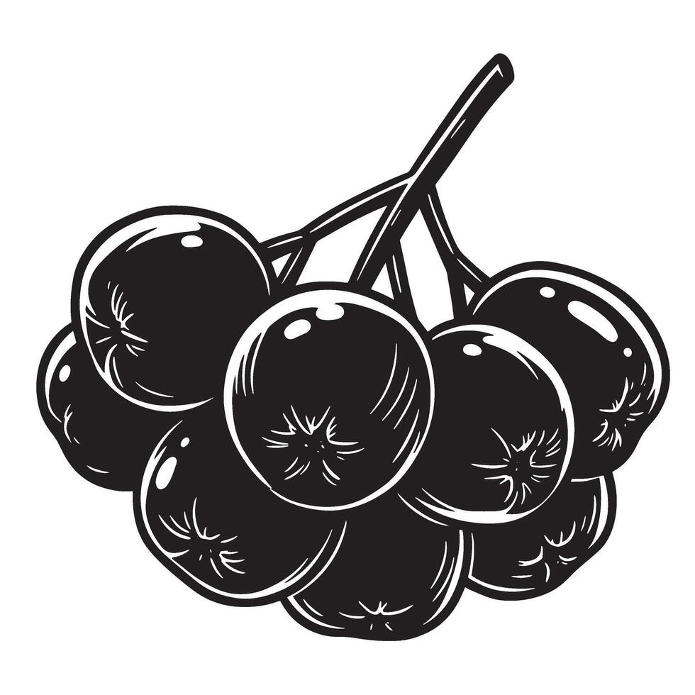 Artistic black and white illustration of freshly picked aronia berries on a branch vector