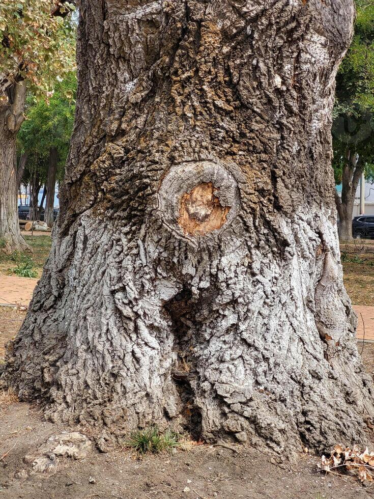 A view of a gnarled tree trunk with a deep bark texture, hollow, in a park. photo