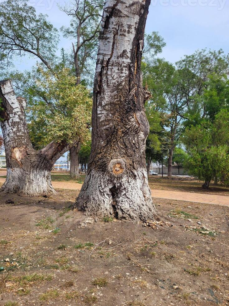 In the autumn park, a huge old plane tree photo