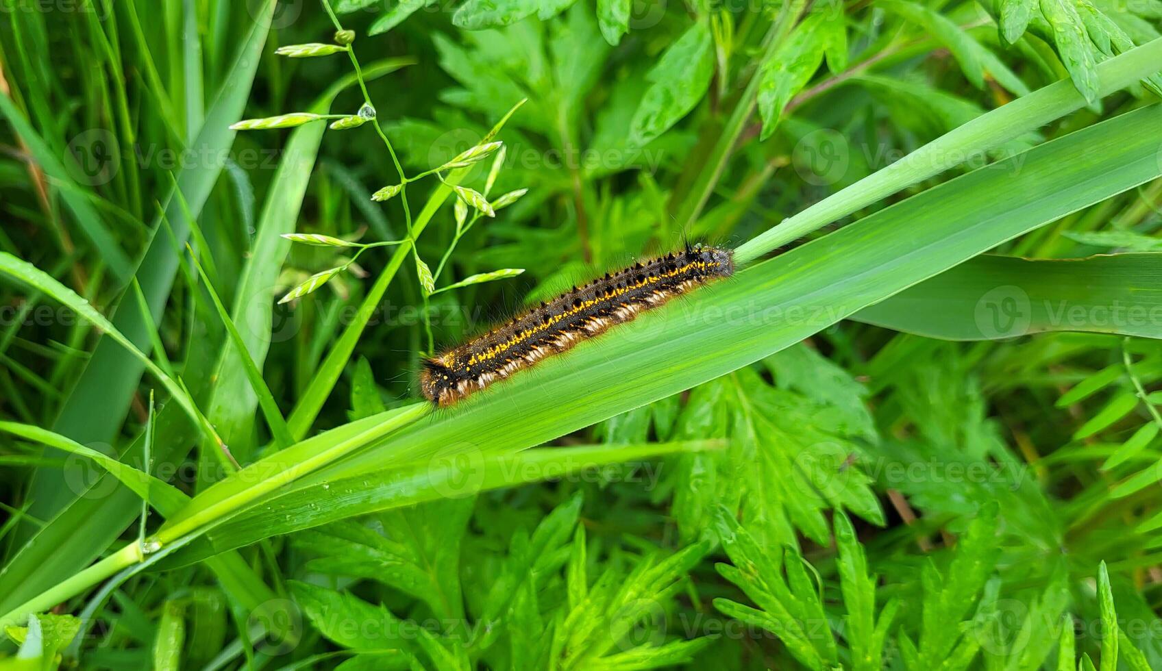 A beautiful brown hairy caterpillar with horns crawls through the green grass in the garden photo