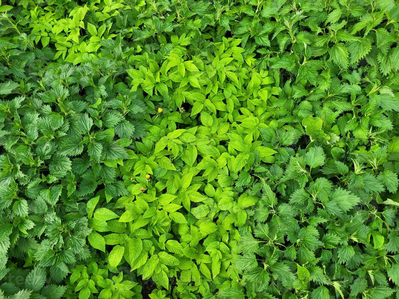 Background of spring fresh green stinging nettles photo