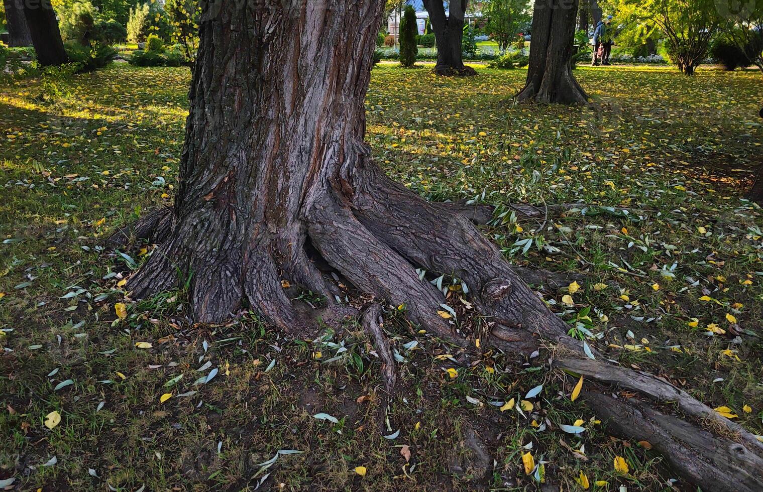 In an autumn park, a thick tree trunk with overgrown roots photo