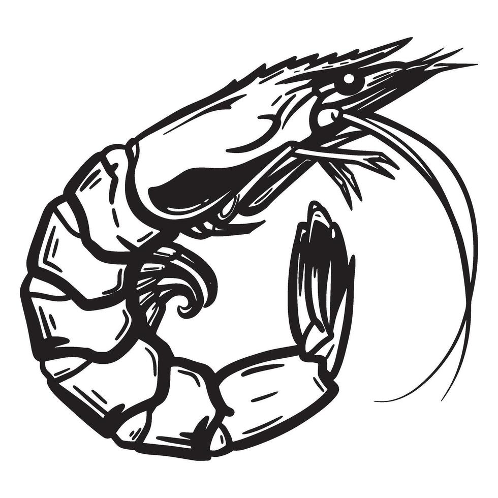 illustration of a detailed black and white shrimp drawn in a linear style vector
