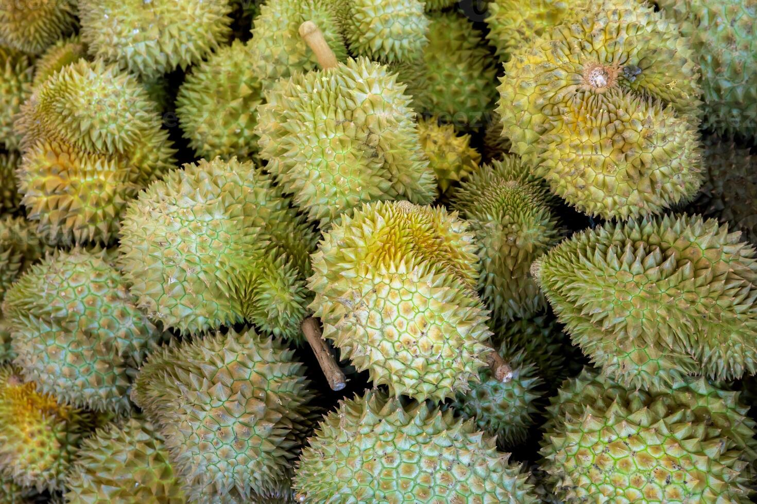 durian. a large pile of durian, fresh durians stacked together, durian tropical fruit market concept, seasonal produce, agriculture, and export product of asia photo