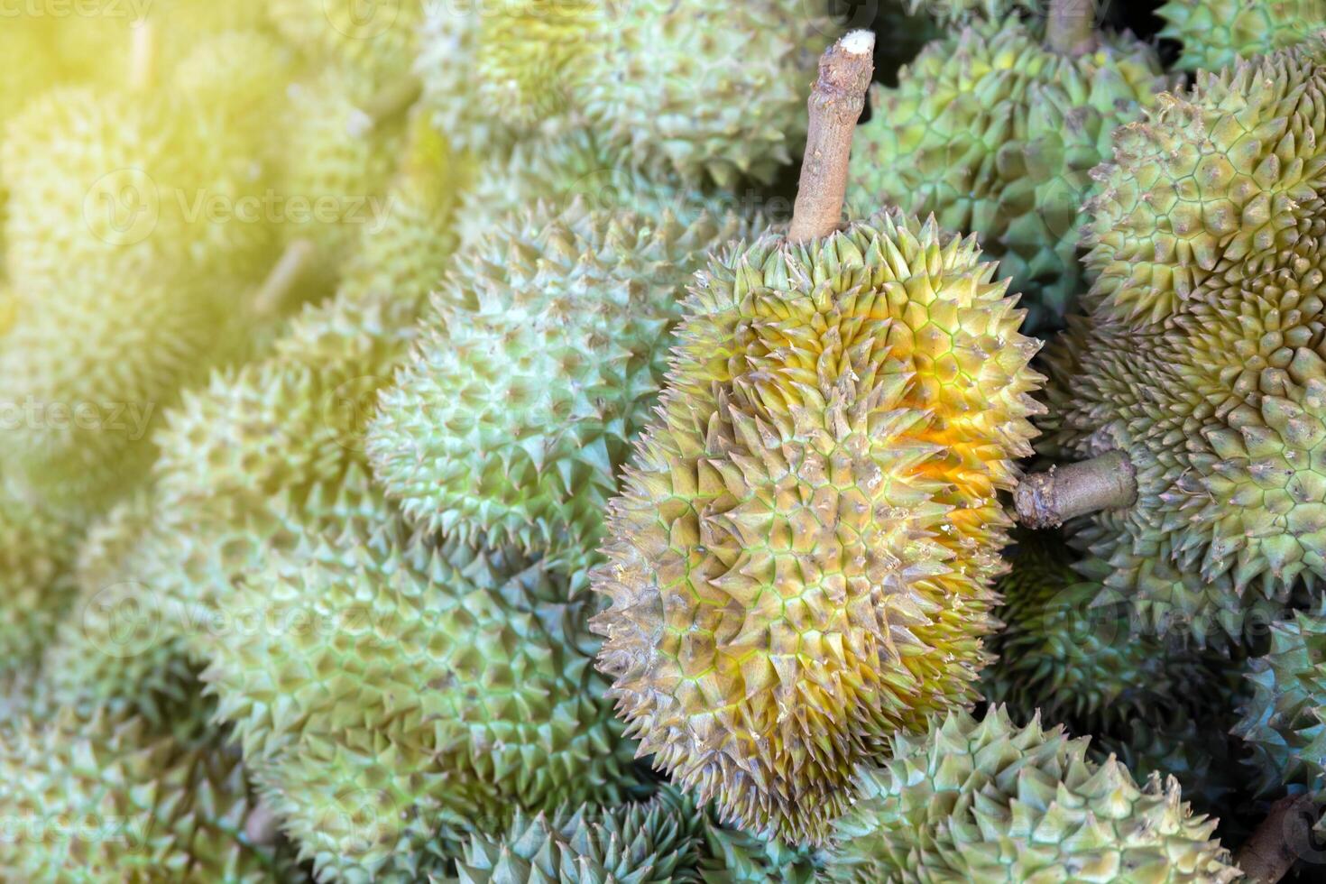 durian, a large pile of durian, fresh durians stacked together, durian tropical fruit market concept, seasonal produce, agriculture, and export product of asia photo