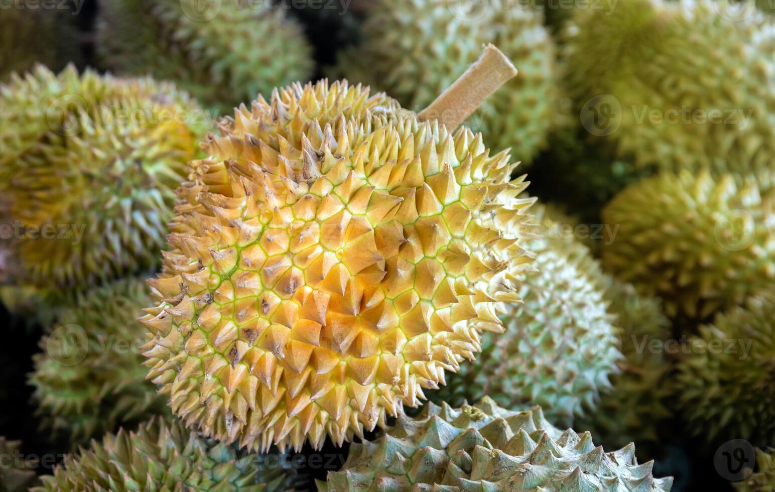 durian, a large pile of durian, fresh durians stacked together, durian tropical fruit market concept, seasonal produce, agriculture, export product of asia photo