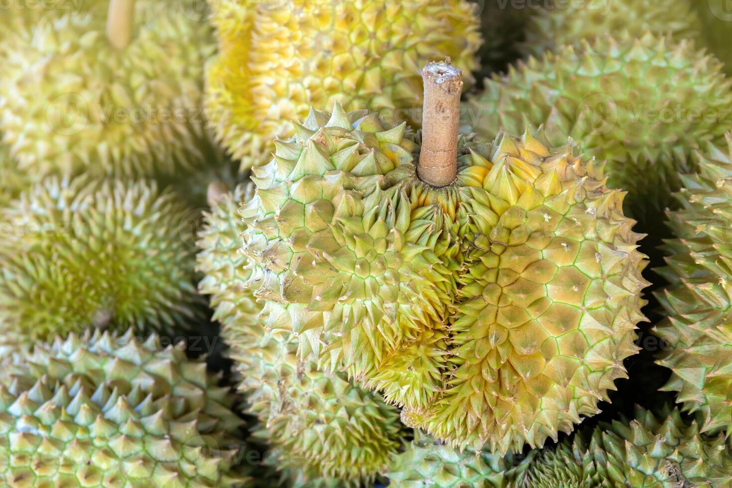 durian, a large pile of durian. fresh durians stacked together, durian tropical fruit market concept, seasonal produce, agriculture, and export product of asia photo