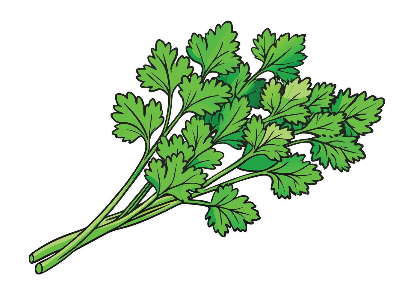 Fresh green parsley bunch, isolated on a white background, highlighting its natural freshness as a healthy cooking ingredient vector