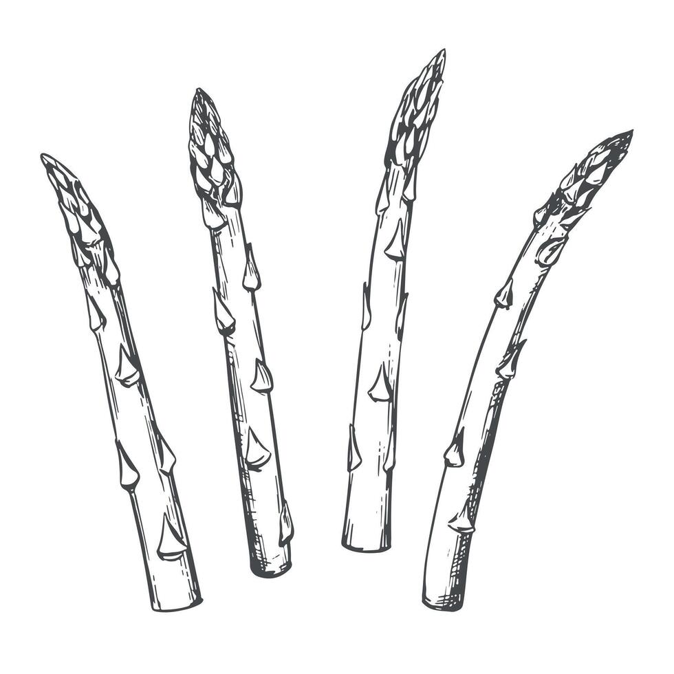 sketch of asparagus shoots. Green vegetable in engraving technique. Useful vegetable crop. Sparrowgrass sprouts, hand-drawn with black ink. vector