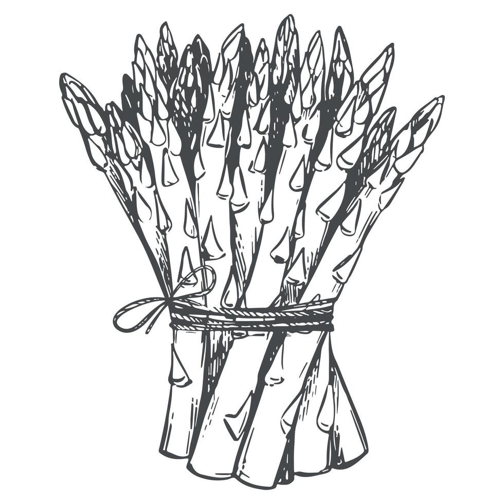sketch of bunch of asparagus shoots. Green sprouts are tied with rope. Linear ink drawing of healthy vegetable. Black and white linear Sparrowgrass illustration in engraving technique. vector