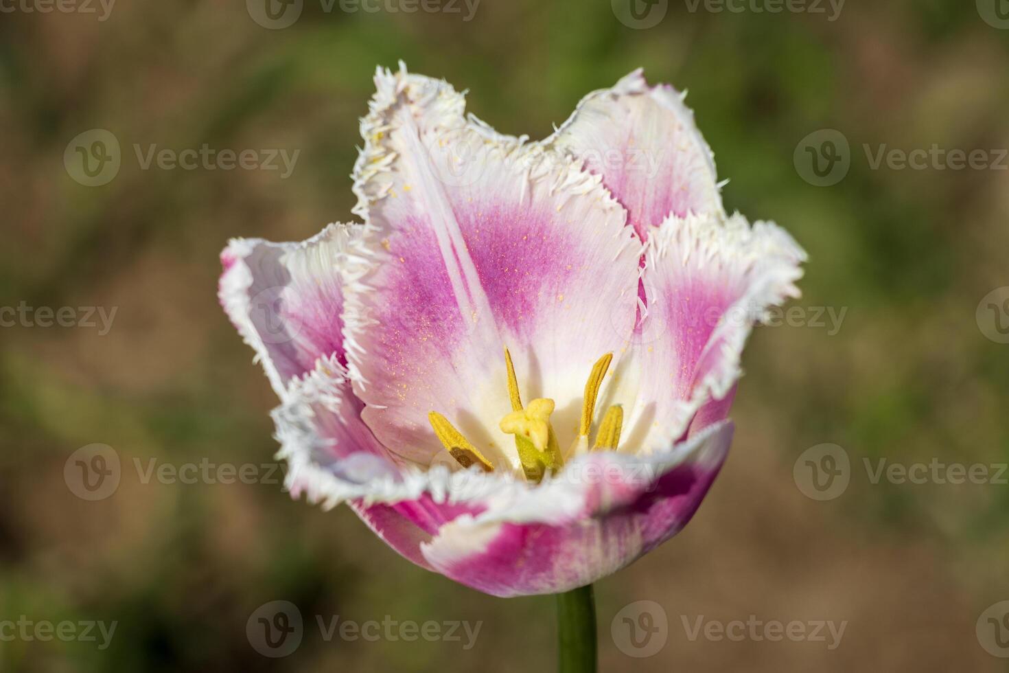 A single pink and white tulip with a green stem photo