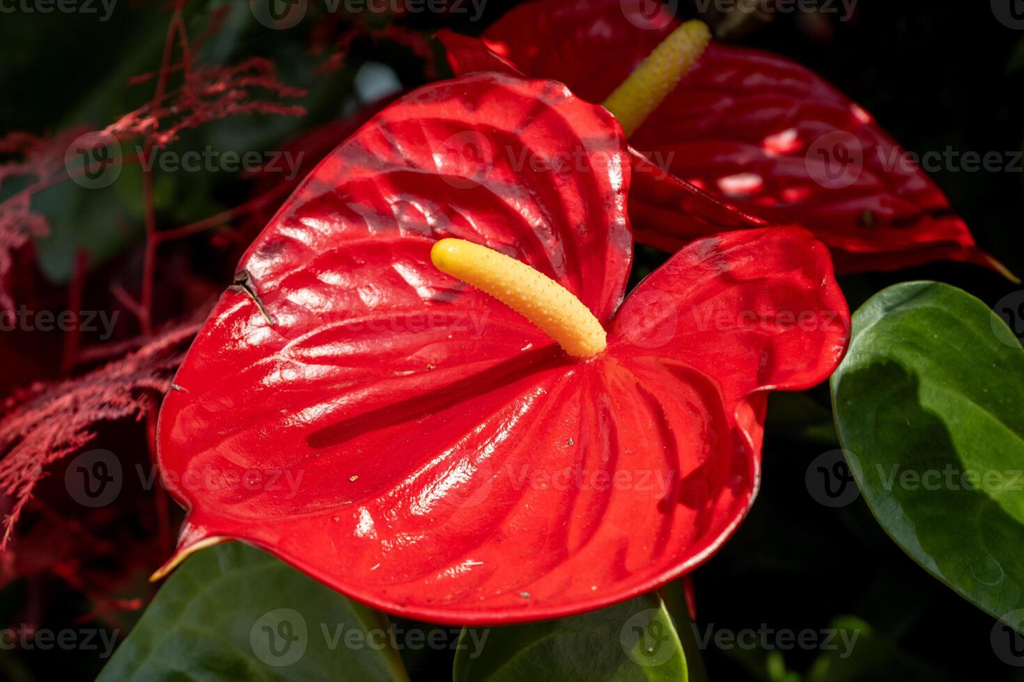 A photo of a red anthurium flower with yellow spadix