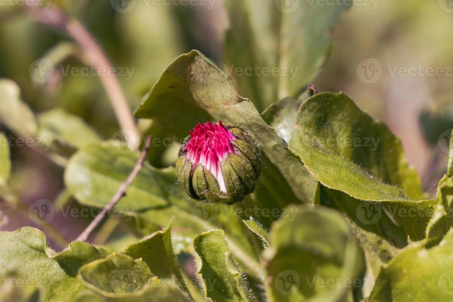 A single red flower is growing on a green plant photo