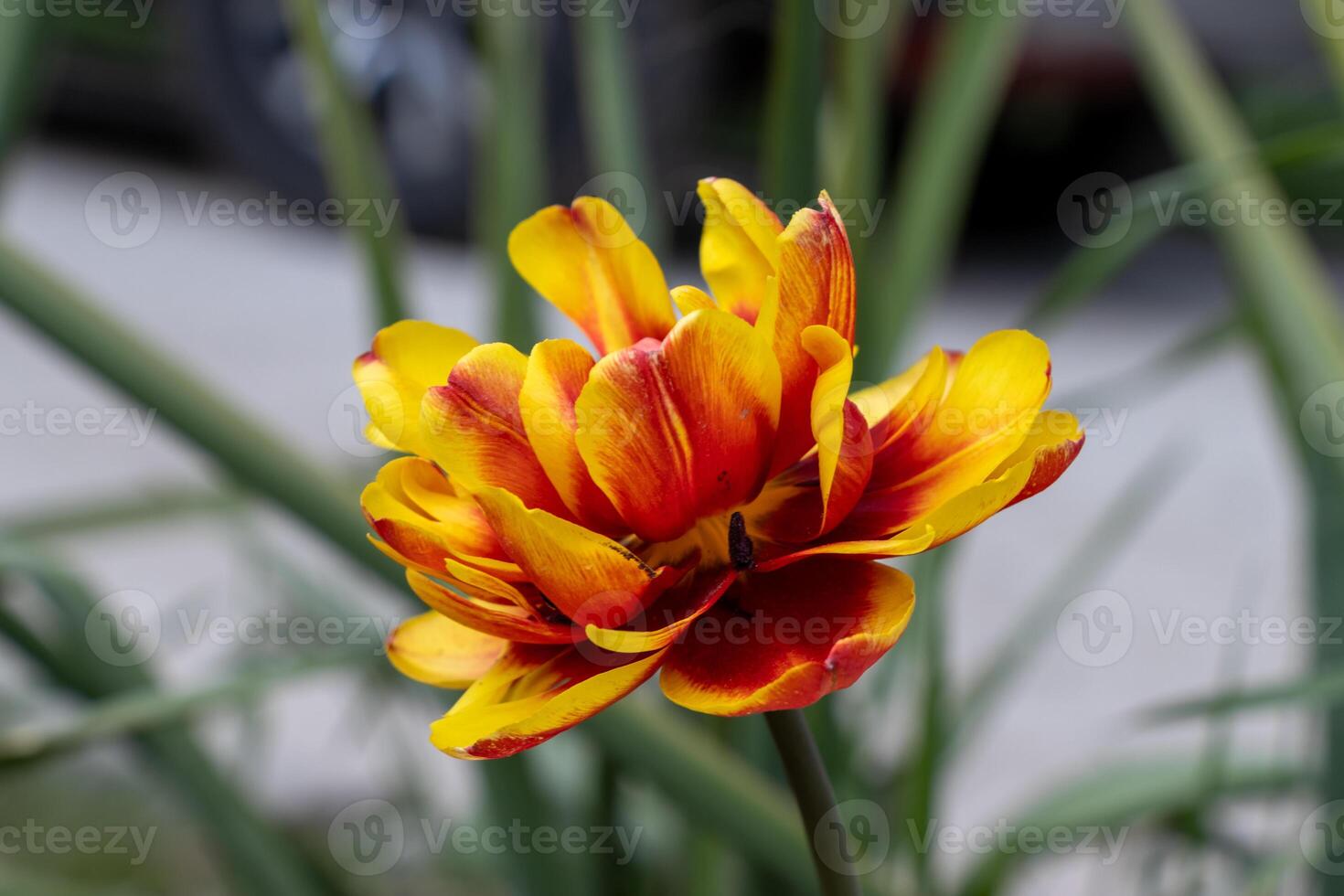 A yellow and red flower photo