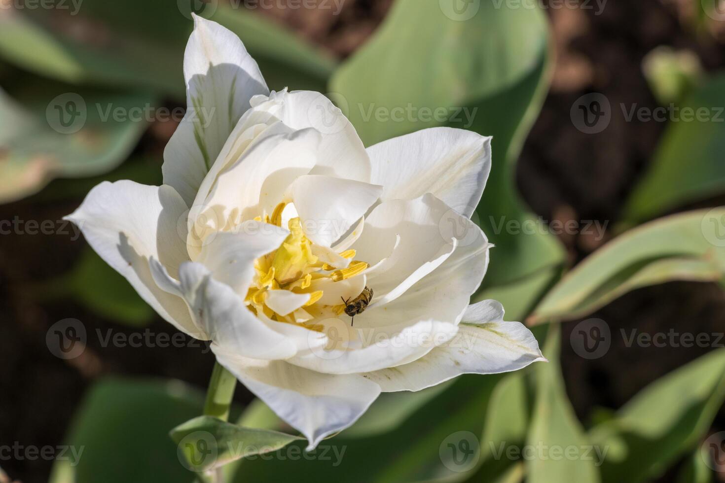 A white tulip with a bee on it photo