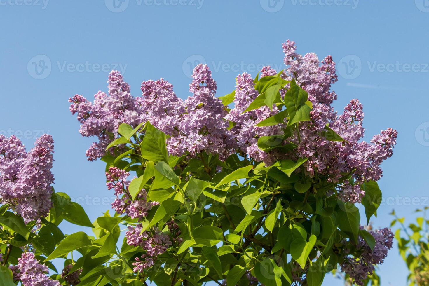 A tree with purple flowers and a blue sky photo