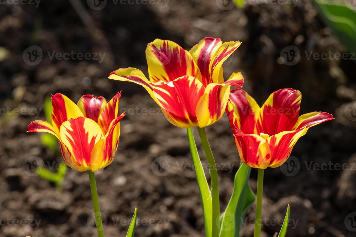 Three red and yellow tulips in a field photo