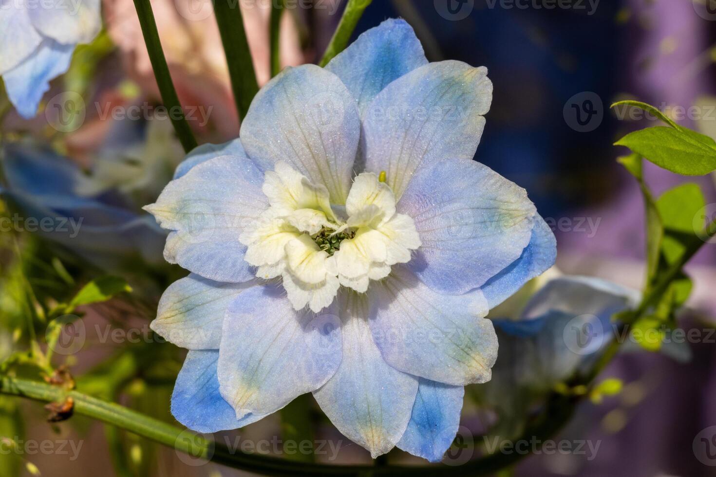 A photo of a delicate blue and white flower blossom