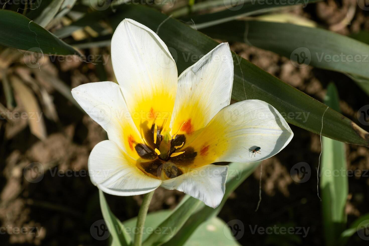 A white and yellow tulip with a bug on it photo