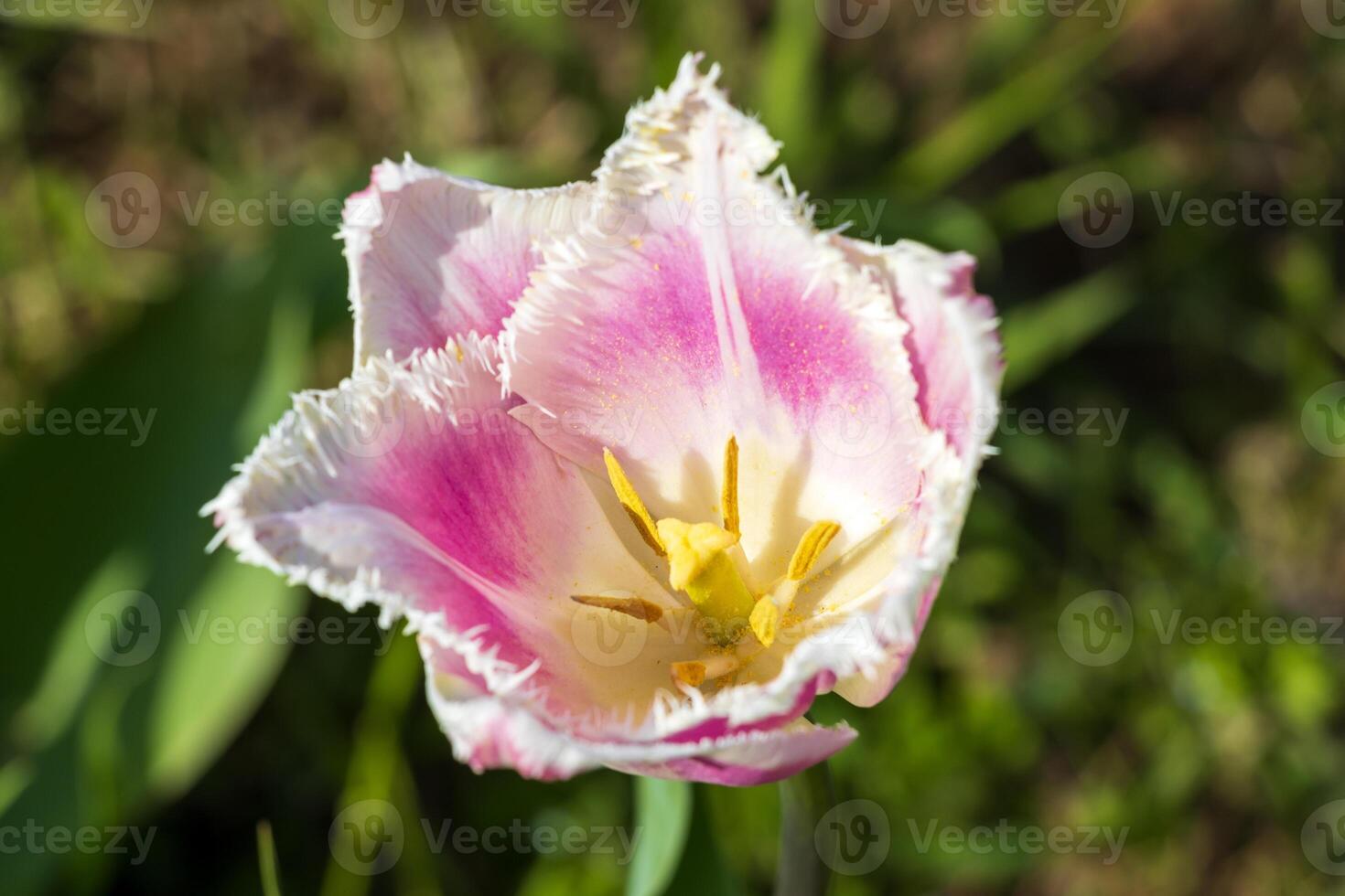 A single pink tulip with yellow center in the grass photo