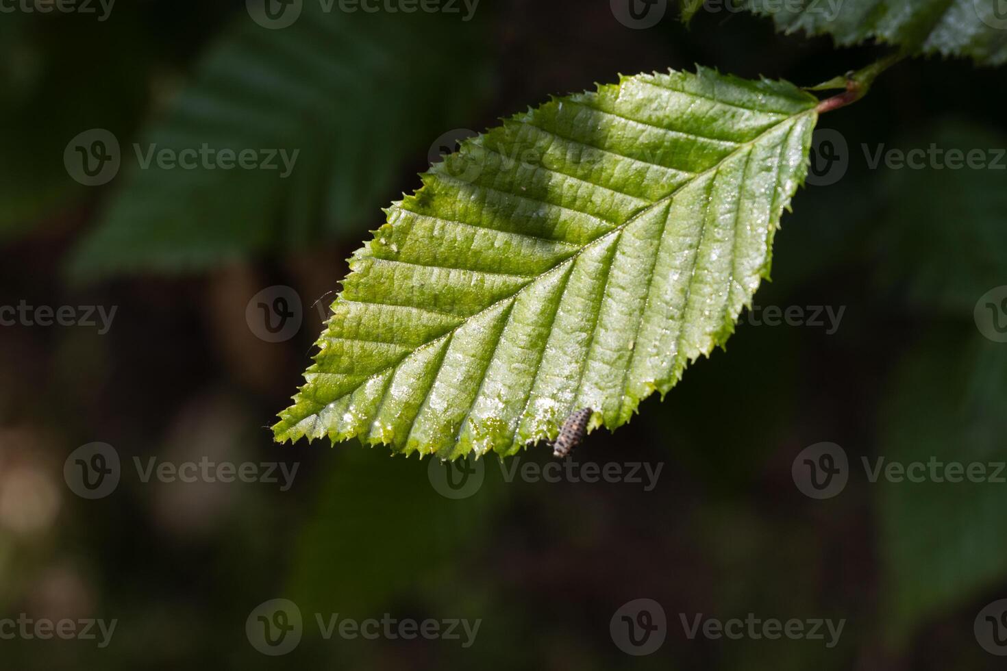A green leaf on a tree branch photo