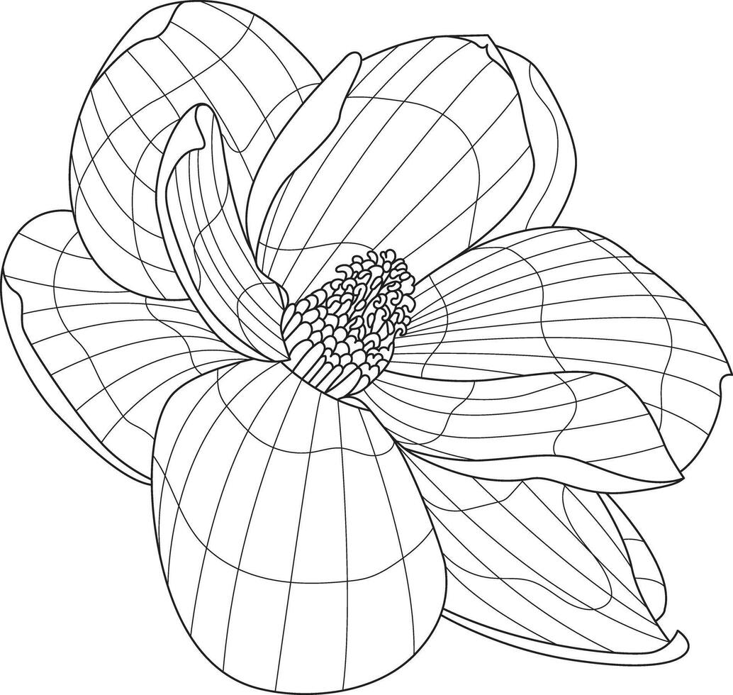 magnolia flower coloring book vector