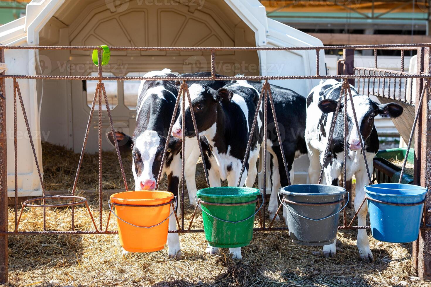 Four black and white calves stand behind a metal fence with orange, green, blue, and gray buckets. A white plastic shelter with straw is visible. photo
