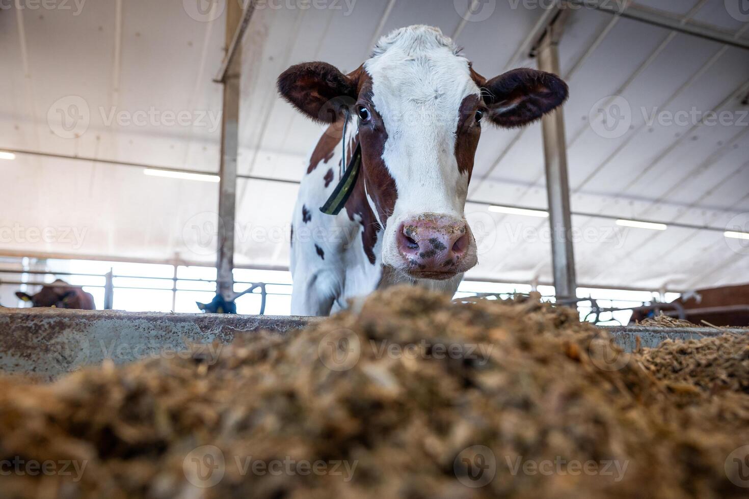 Brown and white cow with ear tag near feeding trough in a modern barn. Structured ceiling and support beams visible, with other cows in the distance. photo