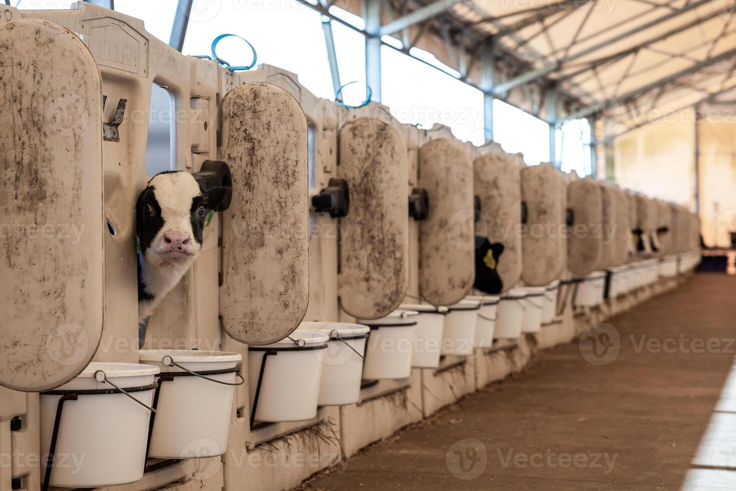 Rows of calf hutches with feeding buckets line a covered barn. A black and white calf peeks out, under a metal frame with translucent roofing. photo